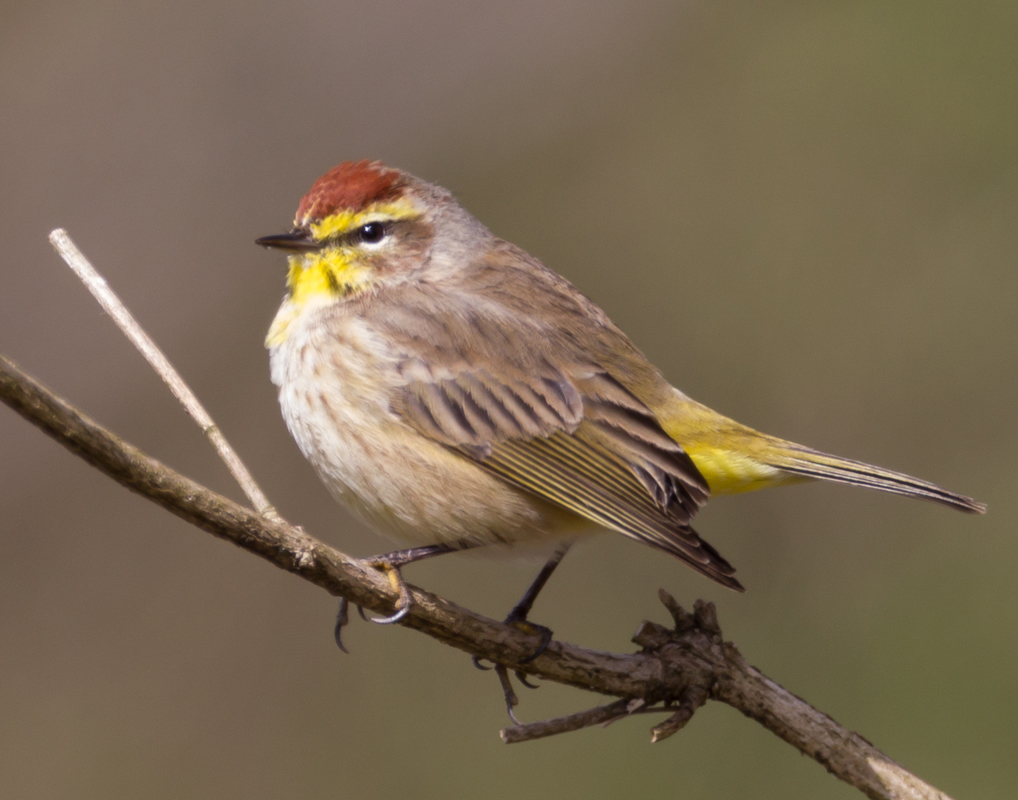 01_palmwarbler
