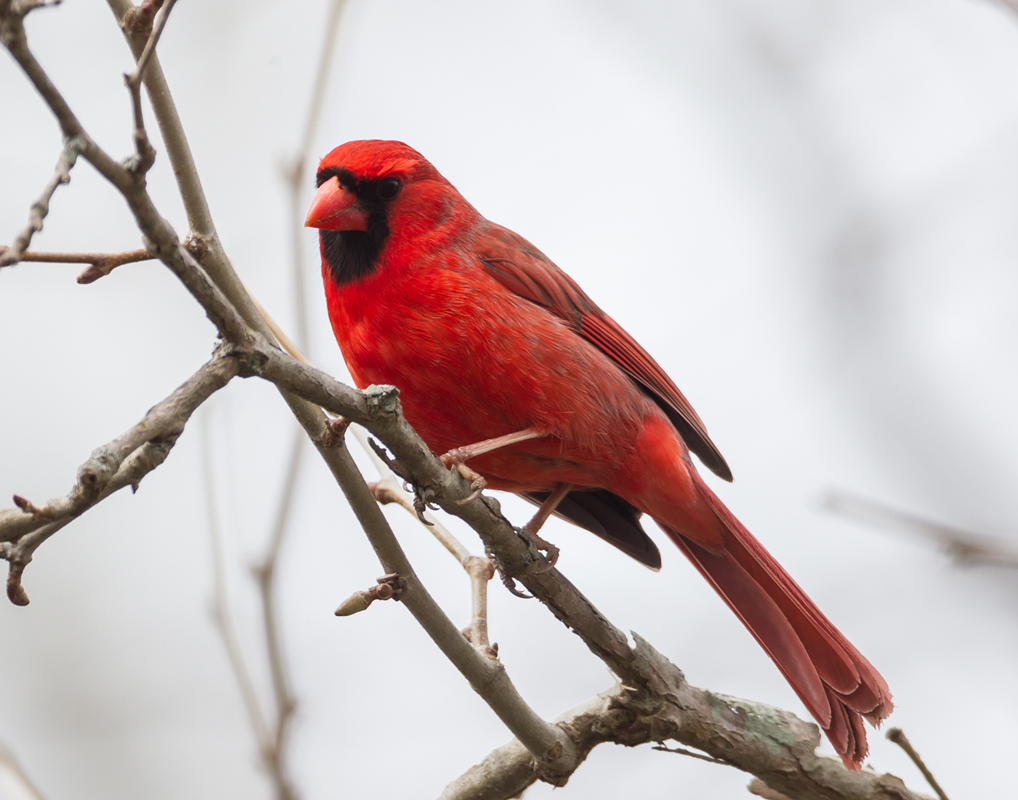 02_cardinal