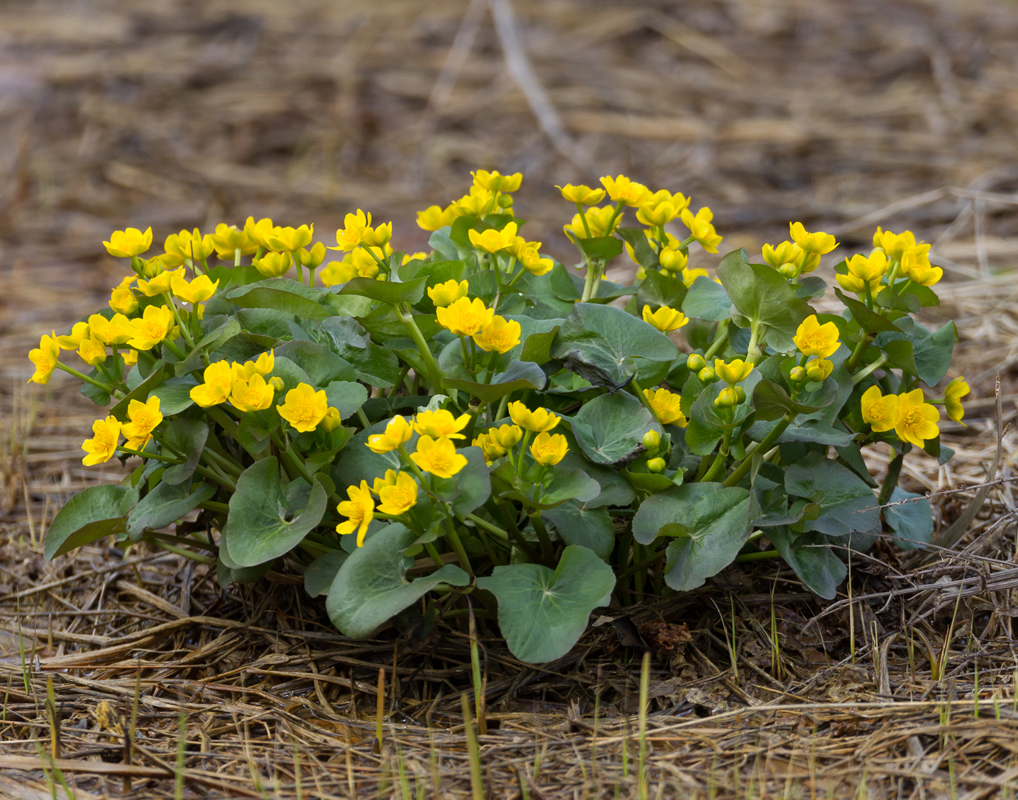 04_marshmarigold2