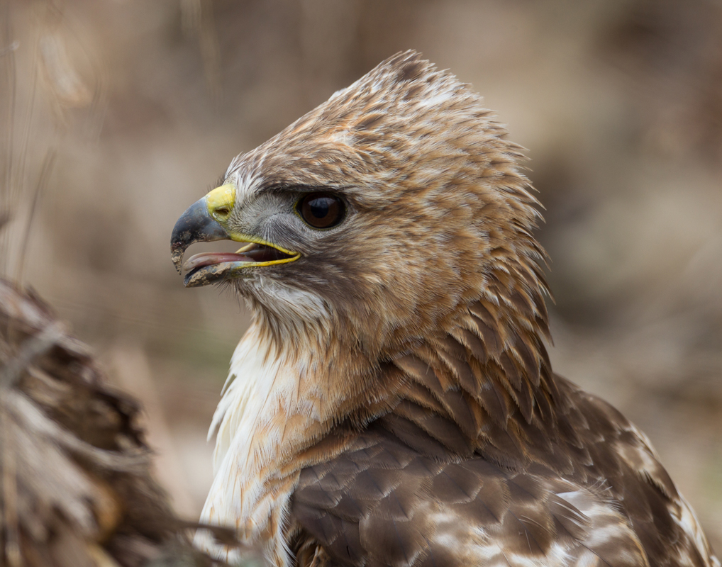 06_redtailed_hawk