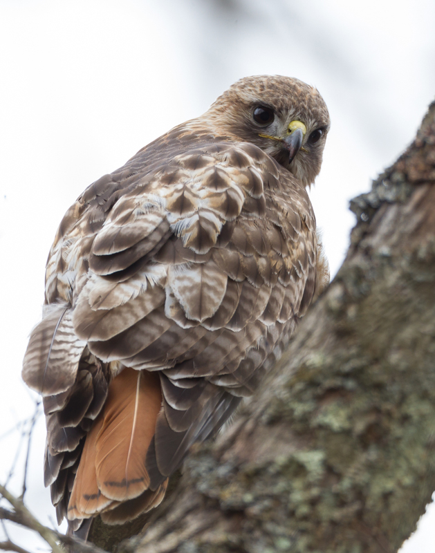 07_redtailed_hawk