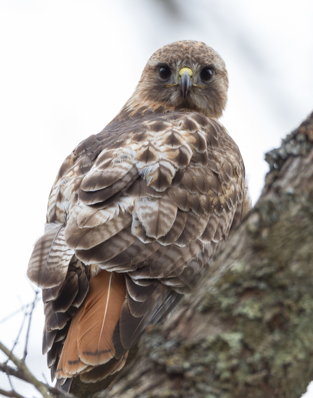 08_redtailed_hawk