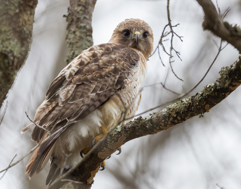 10_redtailed-hawk