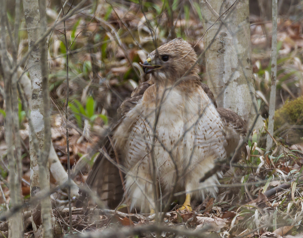 20_redtailed_hawk_nextsnake