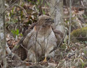 19_redtailed_hawk_done