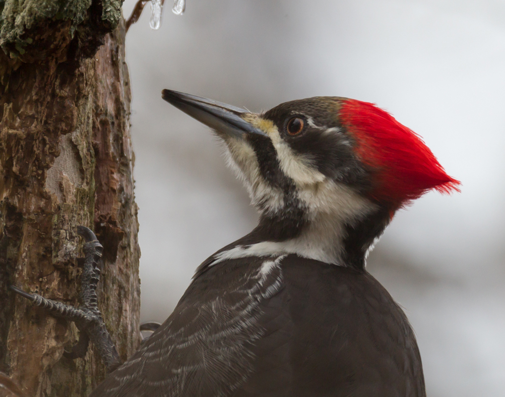 02_pileated