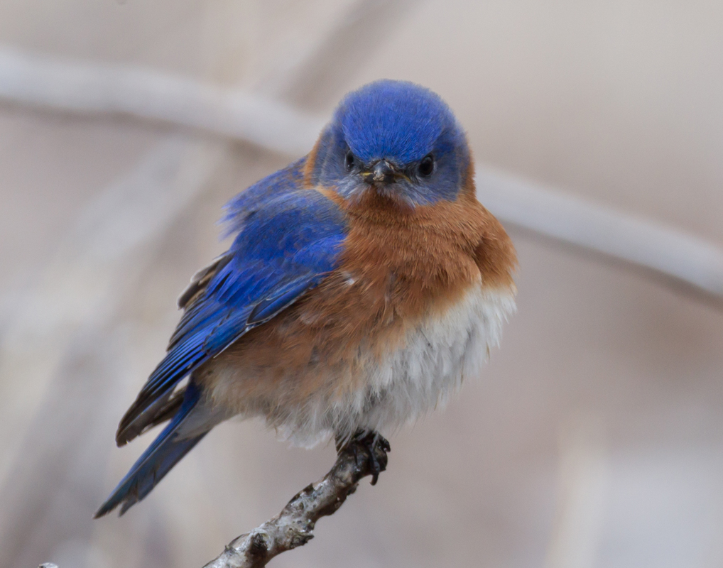 03_bluebird