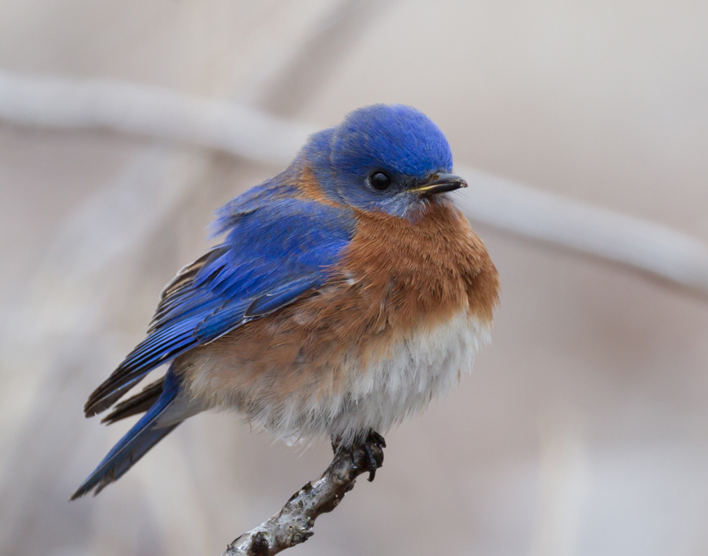 04_bluebird
