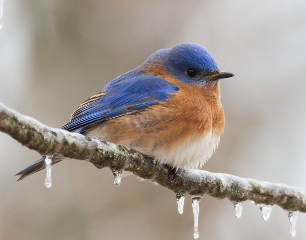 05_bluebird