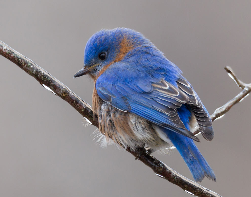 06_bluebird