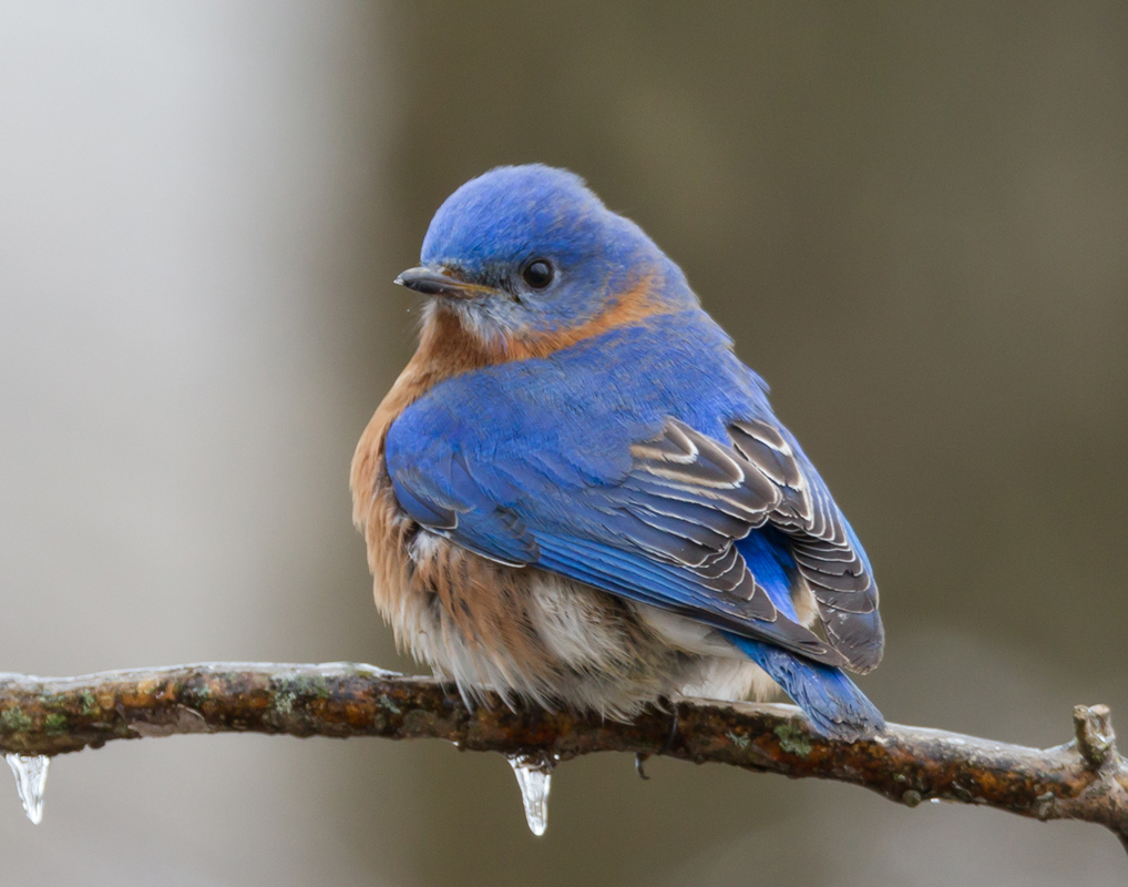 08_bluebird