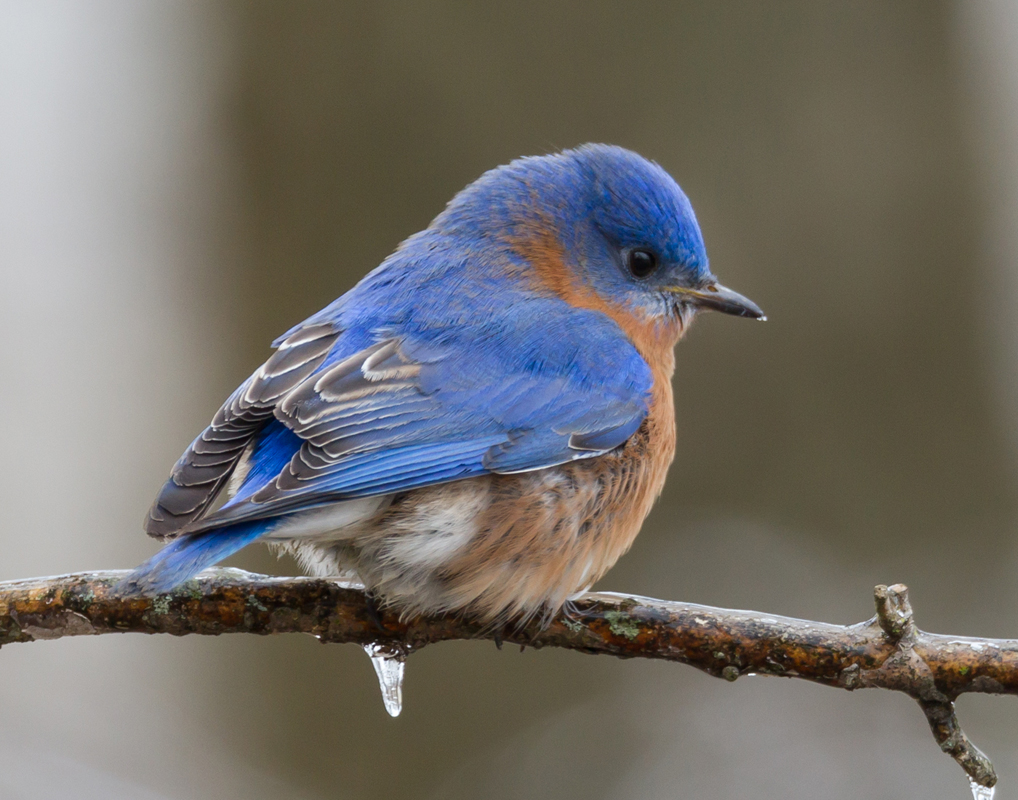 09_bluebird