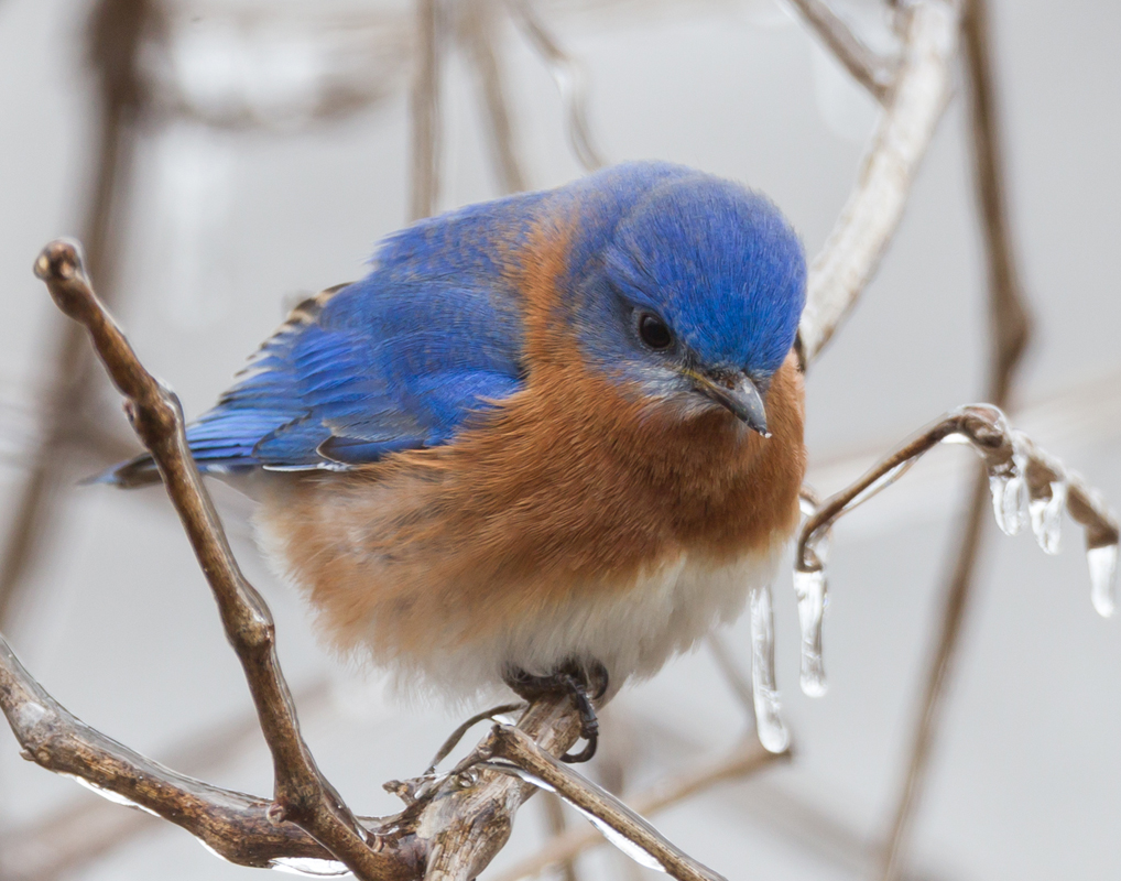 10_bluebird