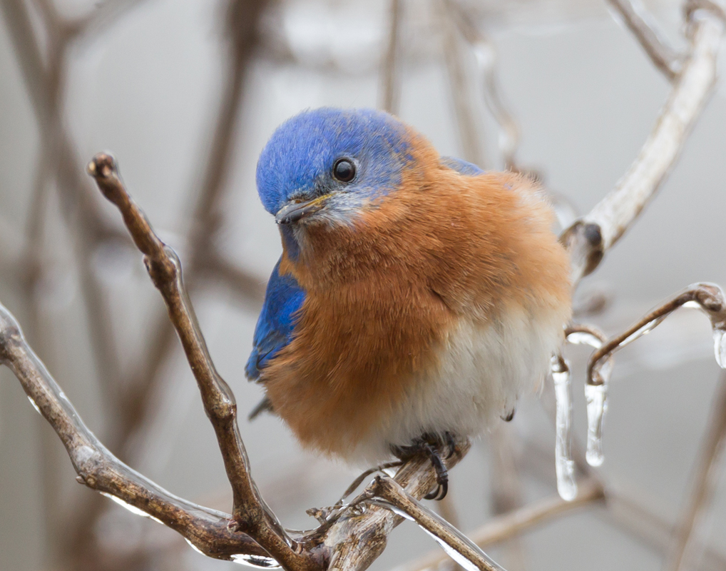 11_bluebird