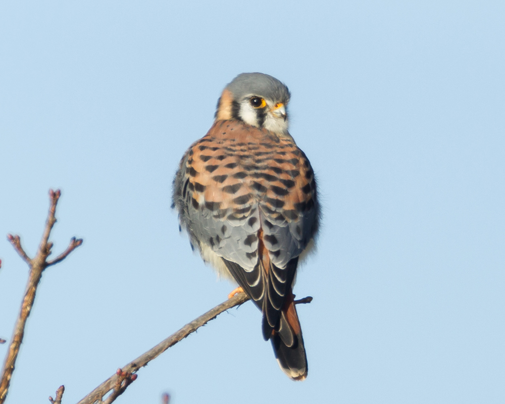 1_male_kestrel