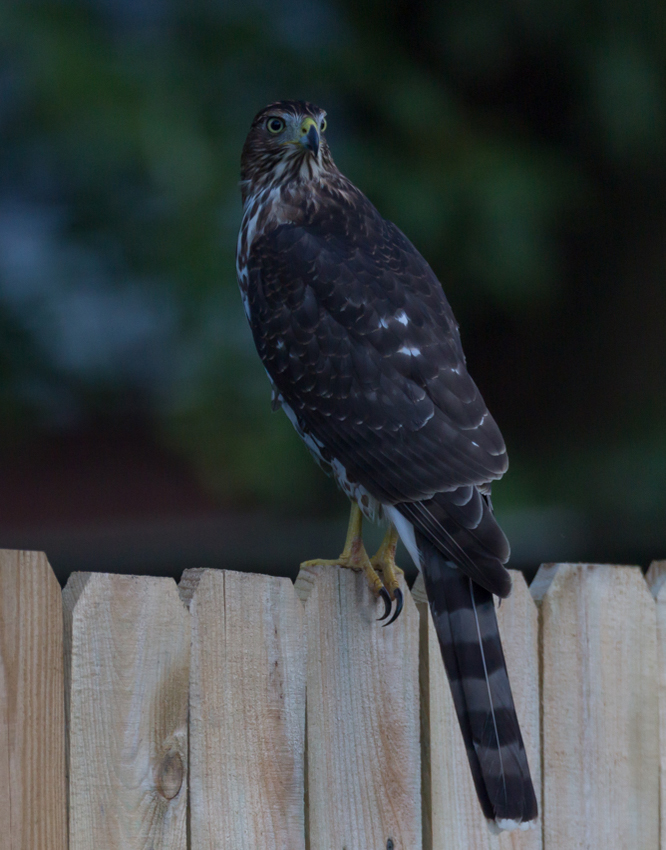 001_CoppersHawk_210916