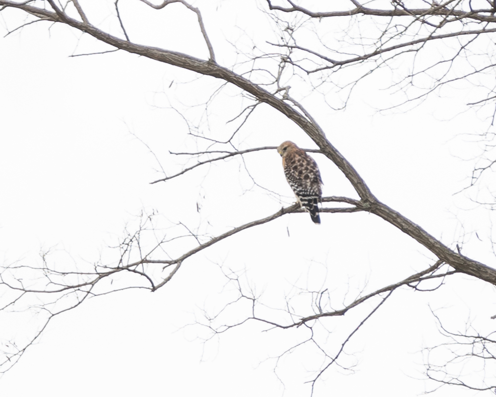 01_redshouldered