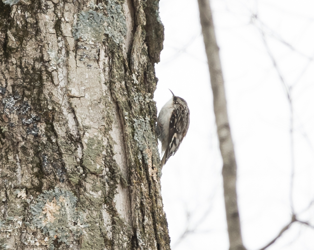 09_brown_creeper